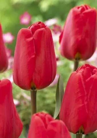 Darwin hibrid tulipán Appeldorn