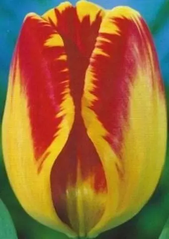Darwin hibrid tulipán Banja Luka