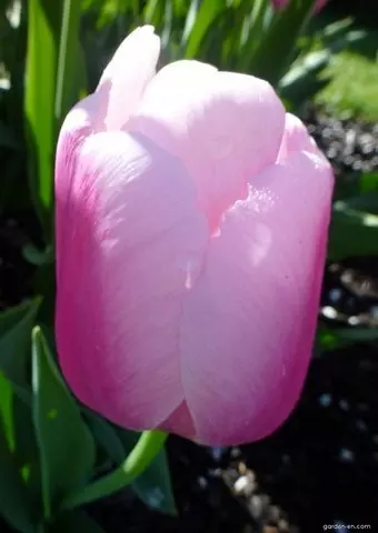 Darwin hibrid tulipán Ollioules