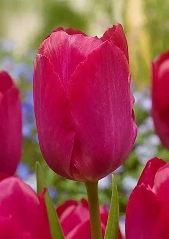 Darwin hibrid tulipán Van Eijk